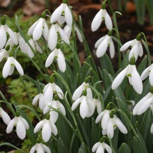 Snowdrop Bulbs