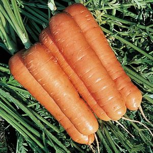 Carrots F1 Flyaway