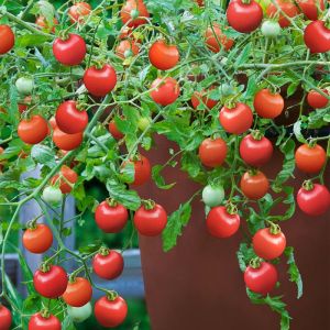 Cherry Tomato Seeds