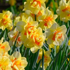 Daffodil Bulbs