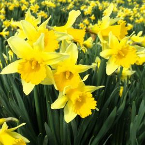 Daffodil Bulbs