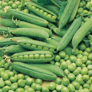 Pea Seeds