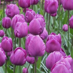 Tulip Bulbs