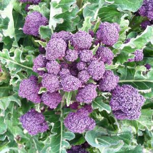 Purple Broccoli