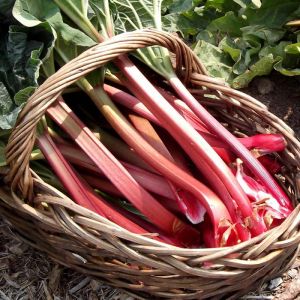 Rhubarb