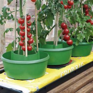 Tomato Grow Pot