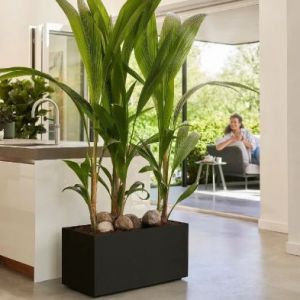 Black Planter