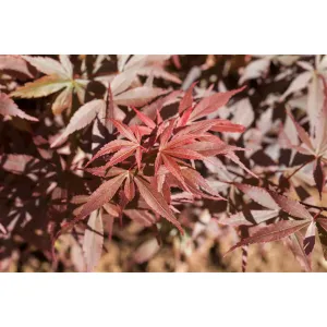 Foliage