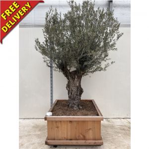 Specimen Olive Tree 210cm in Tortuga Wood box