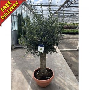 Specimen Olive tree with free delivery