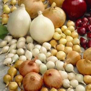 Spring Mixed Onions