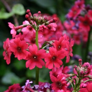 Primula Japonica