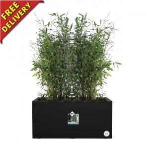 Black Planter