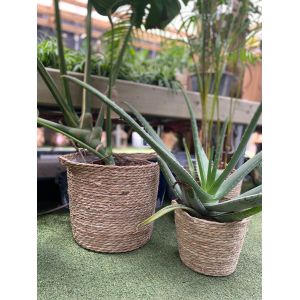 Round Rattan Plant Pots
