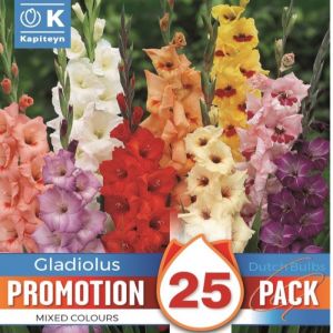 Gladioli Bulbs Mix (25 Pack)