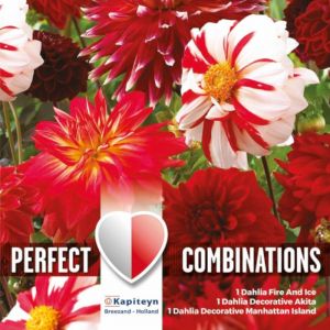 Dahlia Red & White Flower Bulbs (3 Pack)