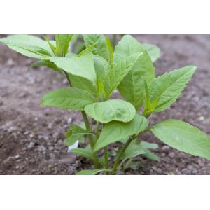 Jerusalem Artichoke