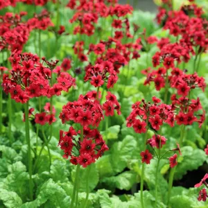 Primula Japonica