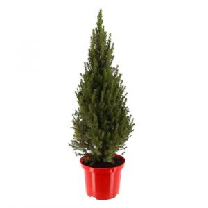 Potted Christmas Tree