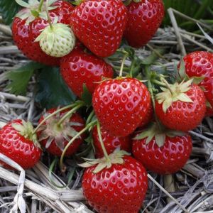 Strawberry Plant