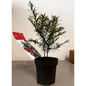 Taxus baccata