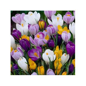 Crocus Bulbs