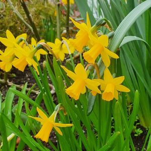 Daffodil