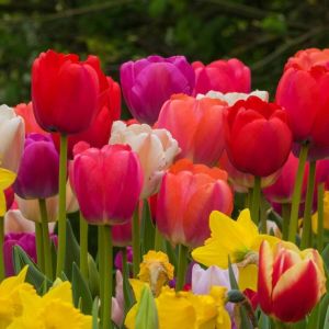 Tulip Bulbs