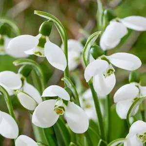 Snowdrop Bulbs
