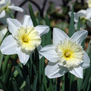 Daffodil Bulbs