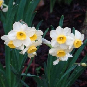 Daffodil Bulbs