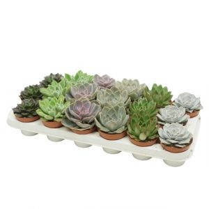 Echeveria Plant