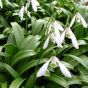 Snowdrop Bulbs