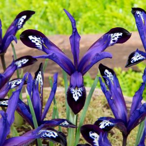 Iris Bulbs