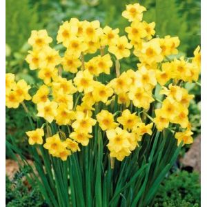 Daffodil Bulbs