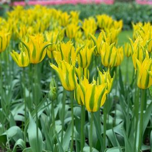 Tulip Bulbs