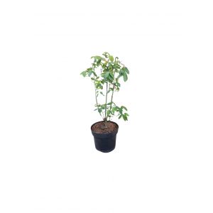 Laburnum tree
