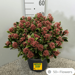 Skimmia