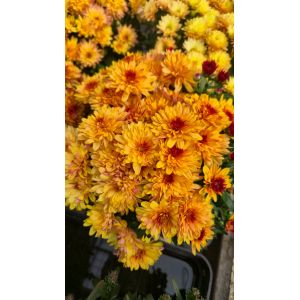 Chrysanthemum