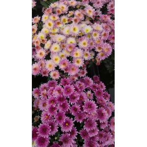 Chrysanthemum