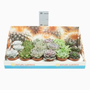 Echeveria Plant