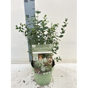 Eucalyptus parvula