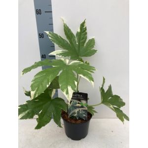Fatsia Japonica