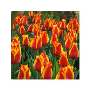 Tulip Bulbs