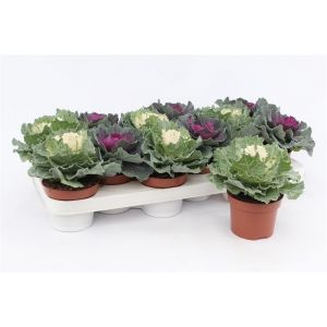 Brassica