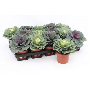 Ornamental brassica