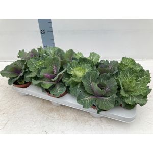 Ornamental brassica