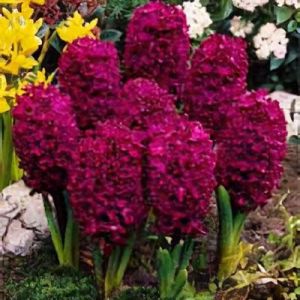 Hyacinth Bulbs
