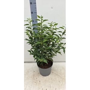 Portuguese Laurel