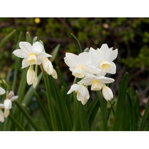 Daffodil Bulbs